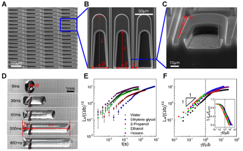 香港城市大学王钻开课题组Science Advances: 拓扑流体二极管