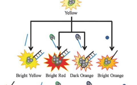 董绍俊院士Adv. Funct. Mater.: 变色龙DNA模板的AgNC实现荧光可控切换!