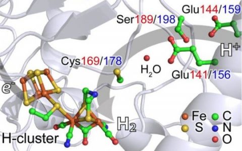 加利福尼亚大学:利用新的X射线光谱探索产氢催化剂