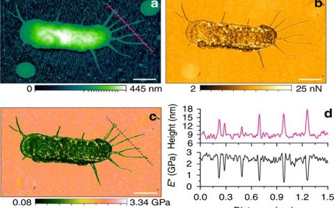 哈尔滨工业大学:谢晖研究组在纳米力学测量成像方面取得重要进展