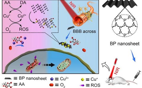 中南大学刘又年教授团队Adv. Mater.: 黑磷纳米片用于神经退行性疾病治疗取得重大进展