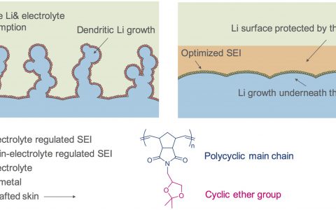 JACS: 环醚基高分子保护皮肤用于抑制锂金属负极的“火爆脾气”