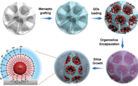 Adv. Funct. Mater.:用于超灵敏荧光免疫分析的具有中心径向和高密度量子点的二氧化硅胶体
