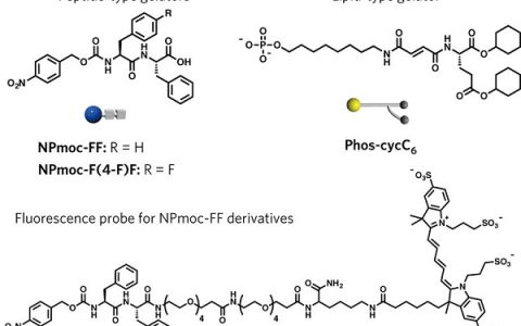 京都大学Nature子刊:一种具备自分选功能双纳米纤维网络的自适应超分子水凝胶