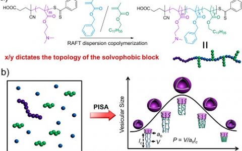 Macromolecules:在聚合诱导自组装过程中通过拓扑工程控制两亲性聚合物囊泡尺寸