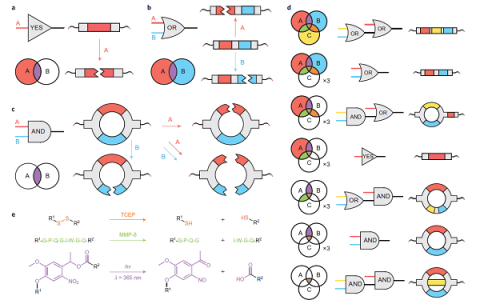 Nat. Chem. :工程模块化生物材料逻辑门用于药物递送
