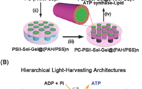Adv. Funct. Mater.:自组装分级有序结构,实现高效的光合磷酸化