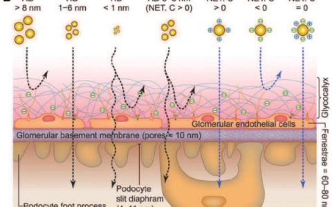 厦门大学Angew. Chem. Int. Ed.评述:肾脏中的纳米影像探针清除