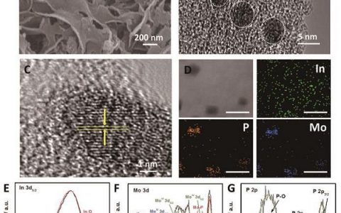 Angew. Chem. Int. Ed.:铟掺杂多孔碳MoP 纳米颗粒——出色的高效CO2电还原电催化剂