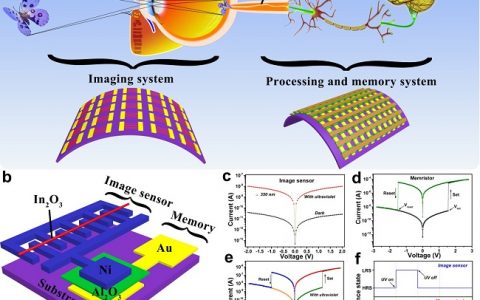 中科院半导体所&北科大Adv. Mater.:一种基于紫外光激发的忆阻器的柔性仿生人工视觉感知与存储系统