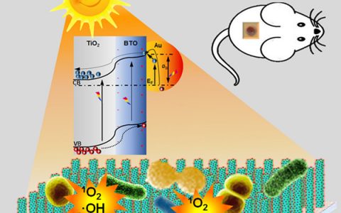 北京纳米能源所Nano Energy:压电光电子学效应提高抗菌和伤口愈合