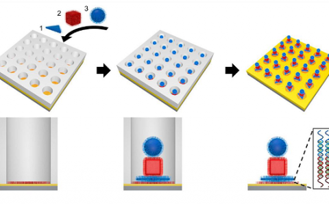 美国西北大学Science:通过模板约束和DNA调控实现纳米粒子有序点阵组装