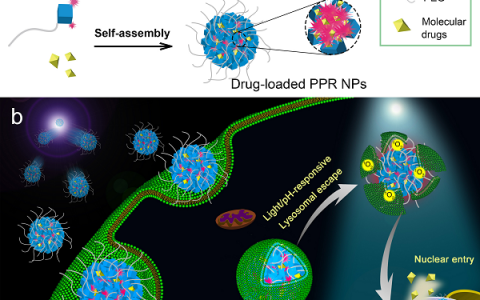 吴富根&陈战 JACS: 一种光调控的细胞核药物递送平台