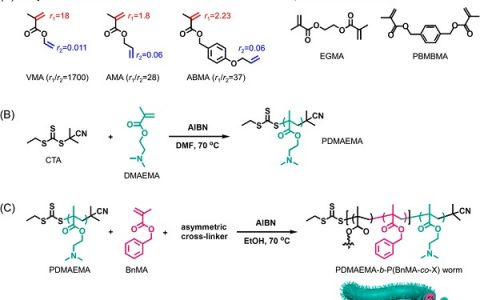 上海大学Macromolecules:聚合诱导自组装中,用不对称交联剂对蠕虫状嵌段共聚物进行形态学稳定性分析