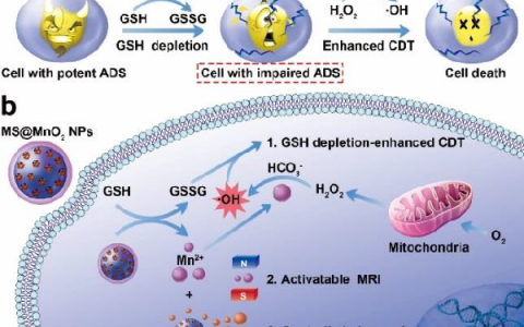 陈小元&杨黄浩Angew. Chem. Int. Ed.: 基于MnO2的纳米药物消耗谷胱甘肽同时增强化学动力学治疗