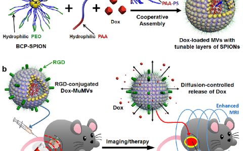 JACS: 具有可调谐厚度和磁导率的共组装磁性纳米囊泡用于MRI成像的药物传递监测