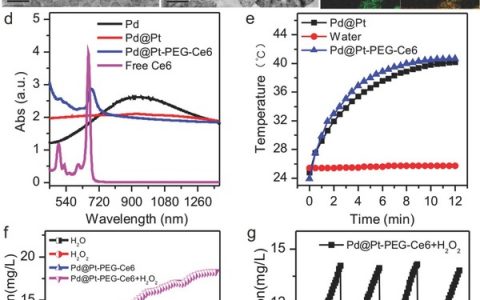 厦门大学Adv. Funct. Mater.: 基于Pd@Pt-PEG-Ce6的新型纳米诊疗平台增强光动力治疗