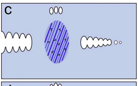 Acta Materialia:具有纳米孪晶束的异质化纳米结构316L不锈钢断裂行为研究