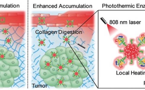 NTU 最新Angew. Chem. Int. Ed.:远程控酶——具有光热活性的半导体聚合物纳米酶用于癌症治疗