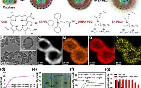 苏州大学刘庄&李斌Nano Letters: pH响应的智能纳米反应器用于癌症治疗