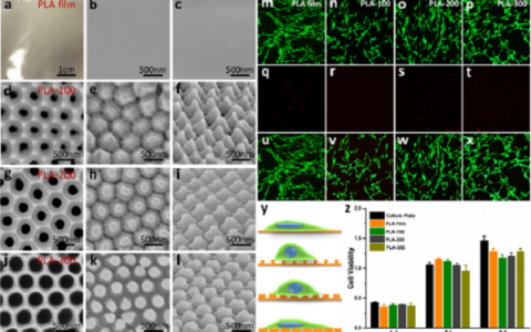 山东大学Nano Lett.: 生物材料表面纳米柱阵列调控骨组织修复