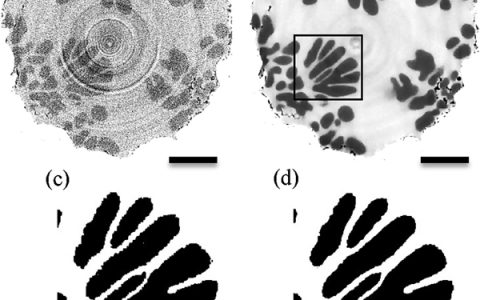 Acta Mater. :镁合金中纳米颗粒对枝晶生长的作用