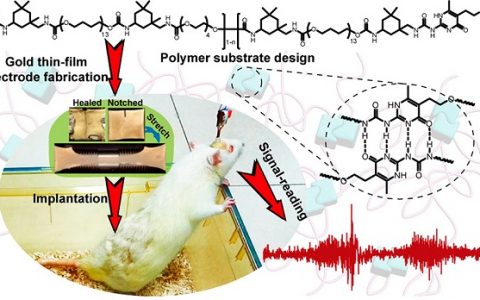斯坦福鲍哲南& 南洋理工陈晓东JACS:具有可拉伸,抗撕裂和自我修复的四重氢键交联超分子聚合物薄膜电极材料