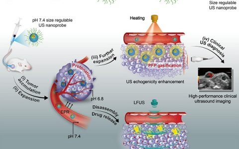 ACS Nano: 用于高性能超声成像和抗癌药物传递的尺寸可调的纳米孔