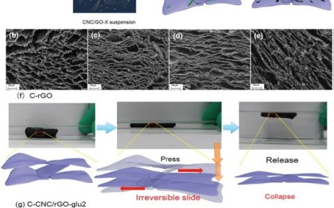 华南理工大学Adv. Mater.:超灵敏、高压缩、抗疲劳、可弯曲石墨烯碳气凝胶