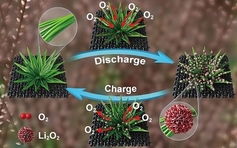 厦门大学Adv. Energy Mater.: 剑麻状Co9S8氧电极改善锂氧气电池产物/电极接触界面及电化学性能