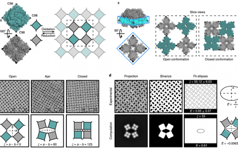 Nat. Chem.:对动力学纳米多孔蛋白质组件熵驱动自由能图景的调控