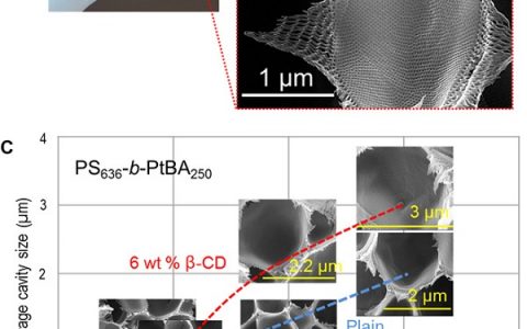阿卜杜拉国王HTH官网地址
大学Sci. Adv.: 人造三维分级和各向同性多孔聚合物材料