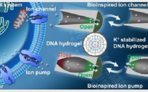 中科院理化所&化学所江雷院士团队Angew. Chem. Int. Ed.:智能DNA水凝胶高离子电流纳米通道及其可调节选择性的离子传输