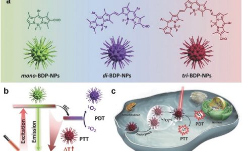 苏州大学Adv. Mater.: 用于双重协同的光线治疗的可控光转化共轭光敏剂的合理设计