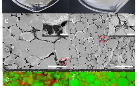 Angew. Chem. Int. Ed.:花生蛋白质微凝胶颗粒稳定的高内相皮克林乳液及其多种潜在应用