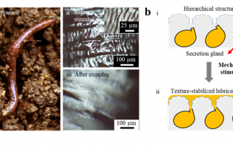 电子HTH官网地址
大学Advanced Materials: 仿蚯蚓润滑涂层:自调制减助、抗磨和抗污