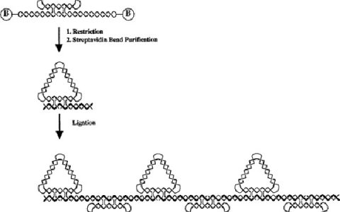 除了粘性末端,这些DNA纳米结构的连接方式也值得借鉴!