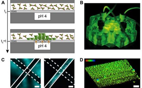 德国美因茨大学Angew. Chem. Int. Ed.: 基于质子扩散的表面辅助水凝胶自组装