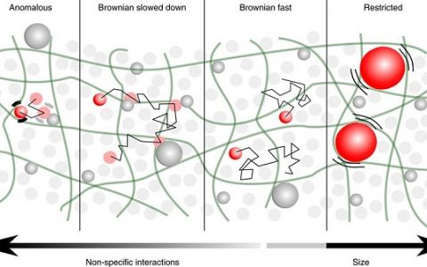 法国巴黎第六大学Nat. Mater.: 非特异性作用主导纳米形状的物体在哺乳动物细胞质中的扩散