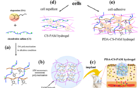 西南交通大学鲁雄教授:仿贻贝杂化聚多糖基自粘附水凝胶