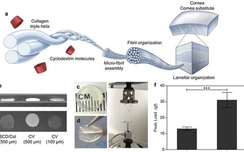 约翰霍普金斯大学Adv. Funct. Mater.:环糊精调制的I型胶原蛋白自组装来制备仿生角膜植入物