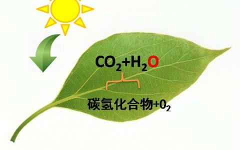 攻略来了:提高人工光合作用效率之催化反应系统和产物评价