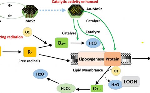 天大张晓东&北大李美仙Science Bulletin:增强催化活性的Au-MoS2纳米团簇改善辐射防护性能