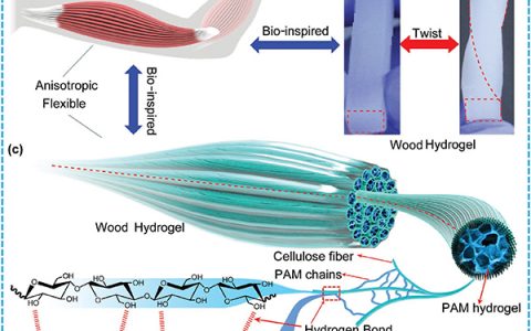 马里兰大学胡良兵Adv. Mater.:受肌肉启发的高度各向异性、高强且离子导电的水凝胶