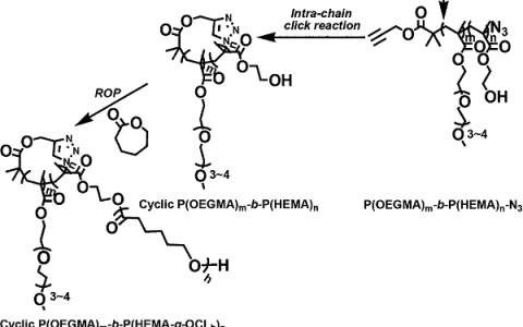 兰州大学 魏华 Macromolecules: 含异相聚合物刷的环状刷形聚合物的制备及其作为药物载体的研究