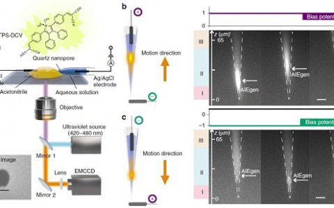 华东理工大学应佚伦Nat. Commun.: 通过电化学的方法在纳米通道内实现聚集诱导发光动态过程的调控及可视化