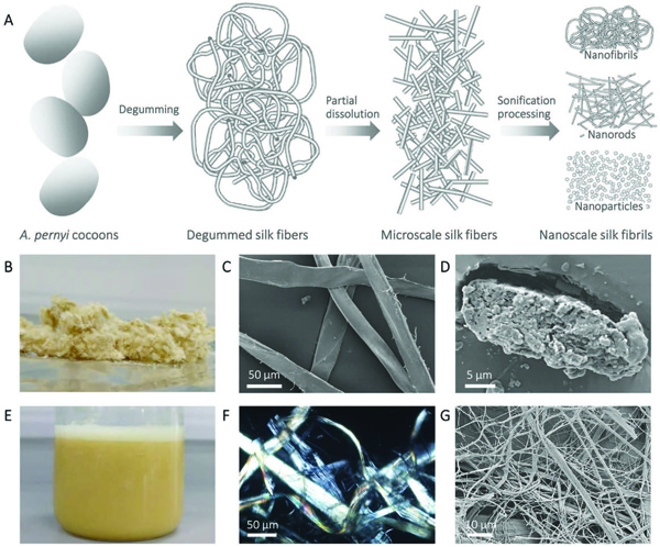 上科大凌盛杰课题组与塔夫茨David Kaplan教授合作Adv. Funct. Mater. :丝介观结构的提取及其于电子和环境领域应用