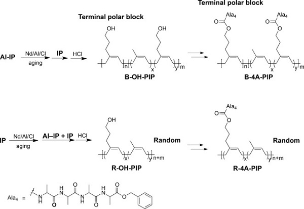 川大黄光速&徐云祥Angew: 仿生策略造就的超韧热塑性弹性体