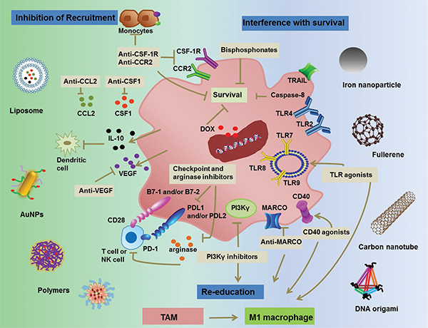 国家纳米科学中心Adv. Mater. 综述:定制纳米材料靶向肿瘤相关巨噬细胞