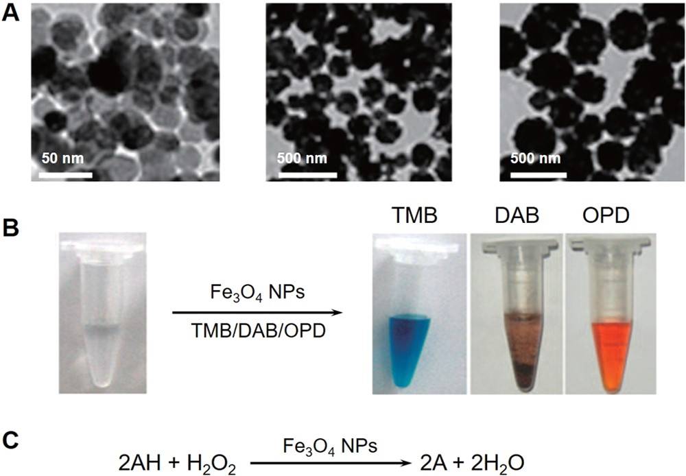 中科院生物物理所Acc. Chem. Res综述:新一代人工酶——纳米酶的新概念及应用